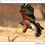 ladné přistání ...