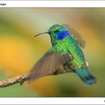 kolibří krasavec ...