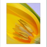 Tulipán
