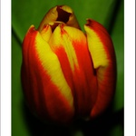tulipán