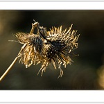 Rastliny s Svetlo VI