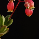 Madagaskarské lampionky