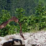 Tichúčko ako vták