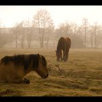 Koníci :o) nebo kobyly?