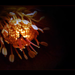 Adéla ještě nevečeřela