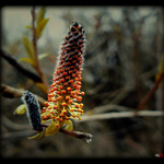 červená se červená nějaká jehněda