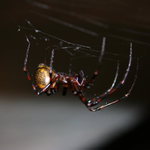 Pavouk ze sklepa