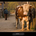 Jdu na pivo, zatím tu počkej ....