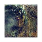 *** Tanec v korunách stromů ***