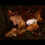 *** ZIMA ODCHÁZÍ ***