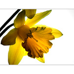 *** SLUNCEM PROSVÍCENÁ***