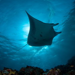 Manta