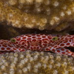 Krab