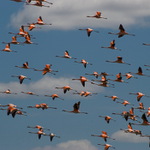 Flamingos