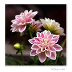 Jiřinky.....    :o)