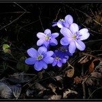 chudinka podlíška ...