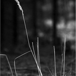 Věnováno Jindřišce Hrnčířové...