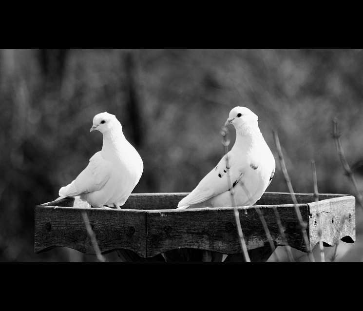 Když se holub opičí