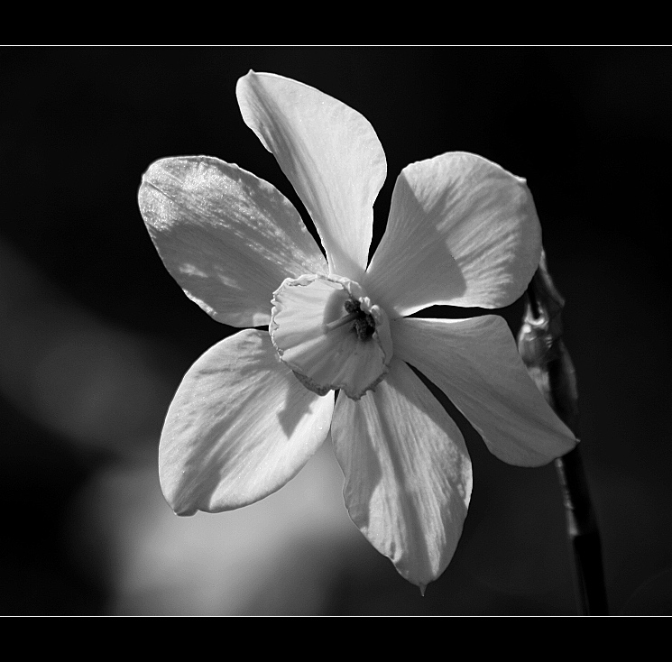 Otáčení za sluncem