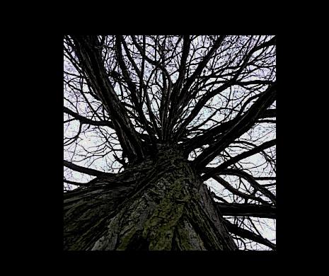 chápadlá chobotnice..