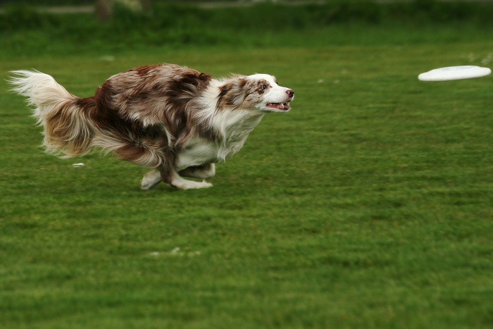 frisbee