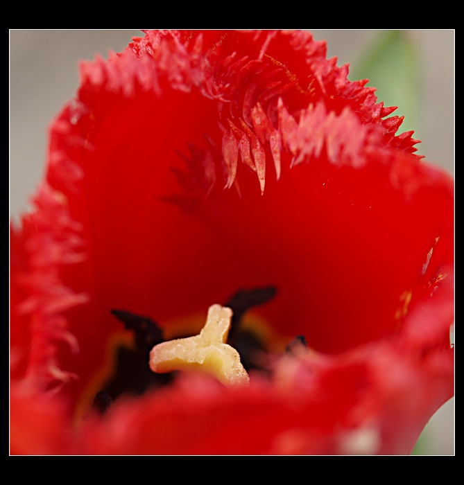 Tulipan