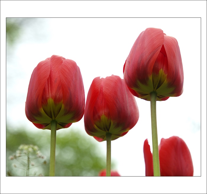 Tulipany