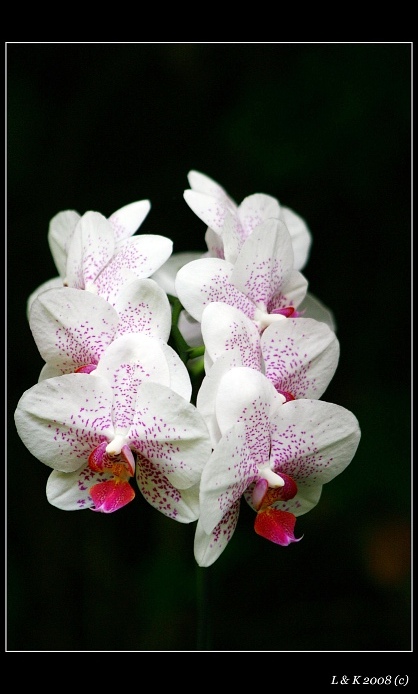 Orchidej