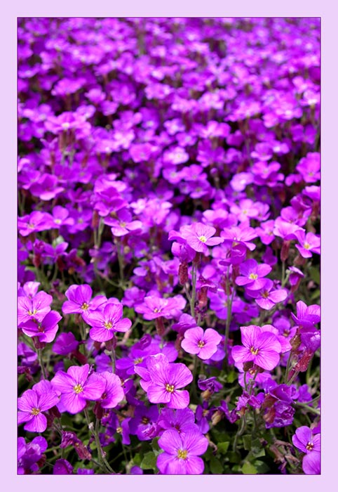 Aubretia