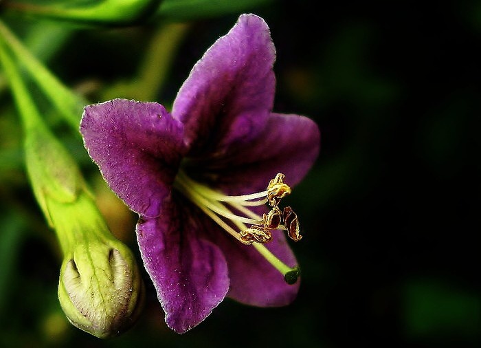 violetto