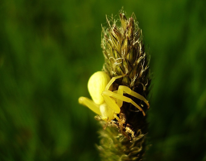 greenhorn