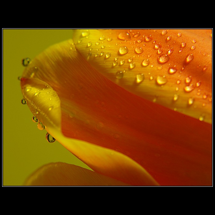 Tulipka:o)