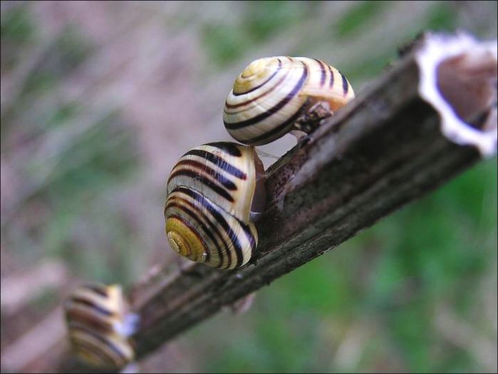 ..........a kde jsou závodníci..........