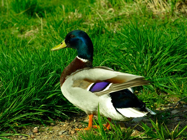 Kačer skrblíík !!