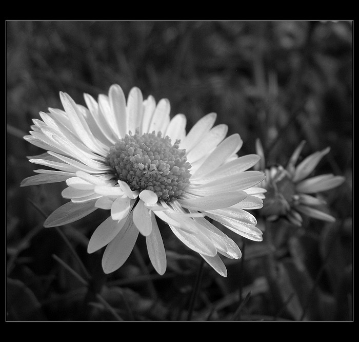 ○ krásná Daisy ○
