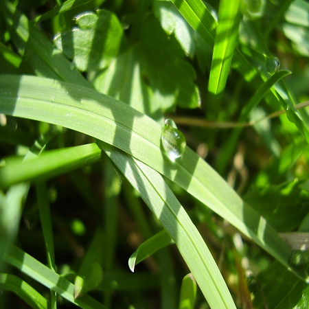 Raní tráva po dešti