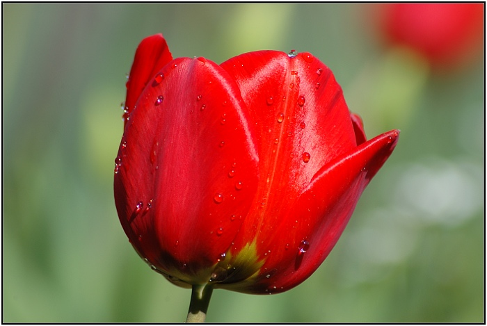 Tulipán