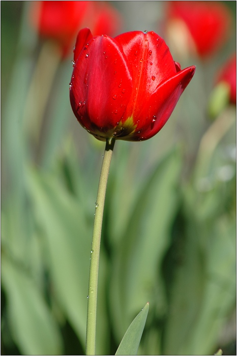 Tulipán II
