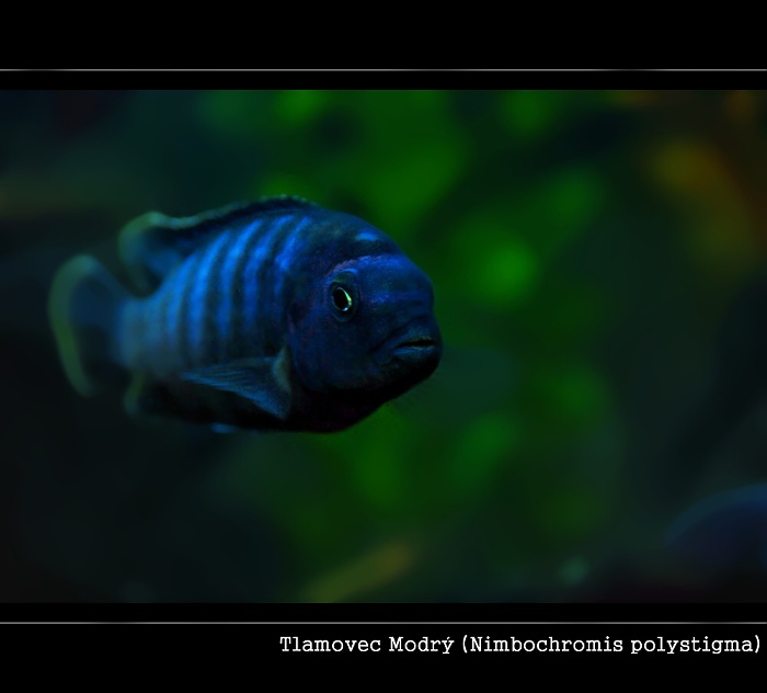 Tlamovec modrý