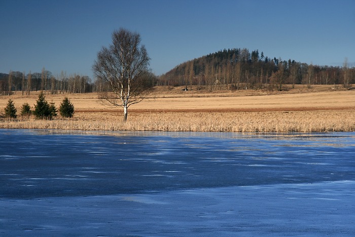 Břízka