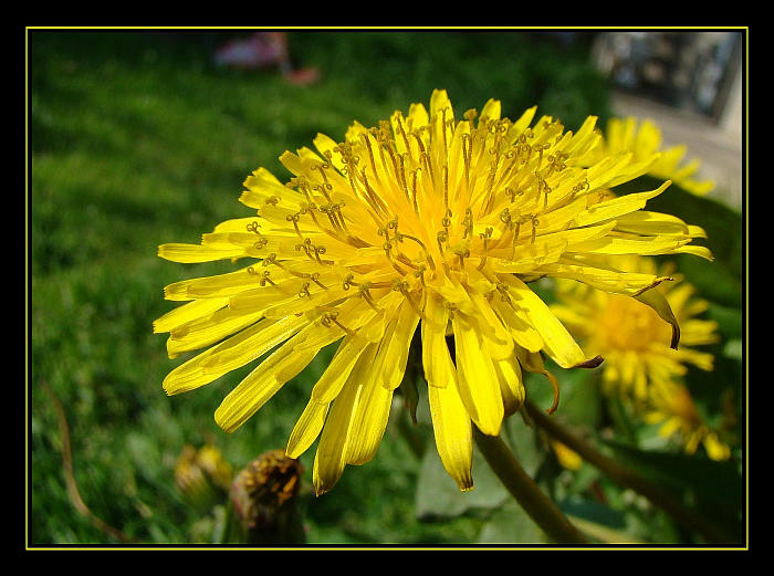 Když pampeliška, tak pampeliška...