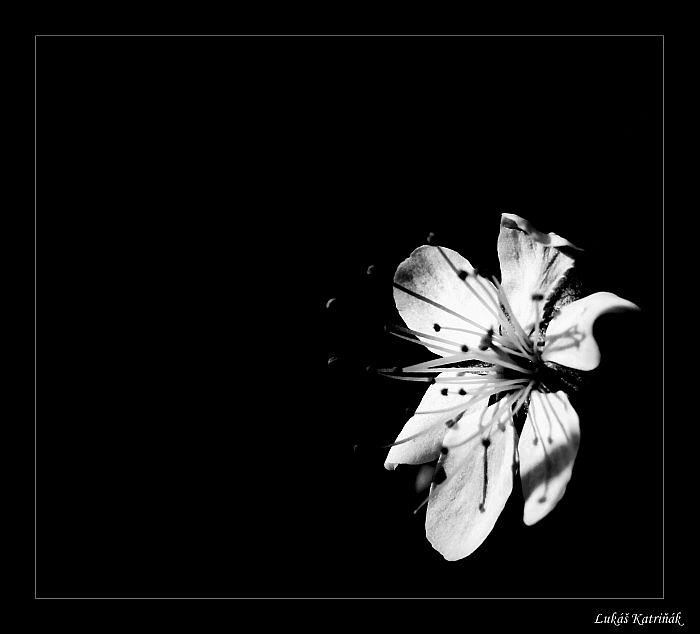 Flower of evil