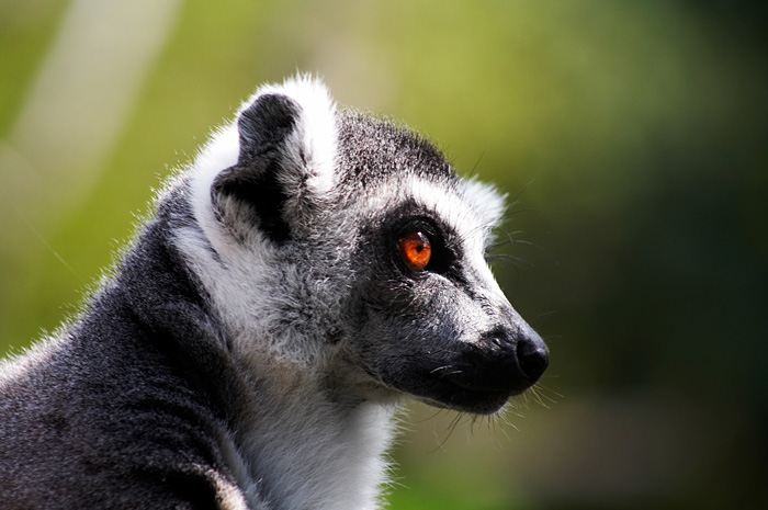 Lemur :)
