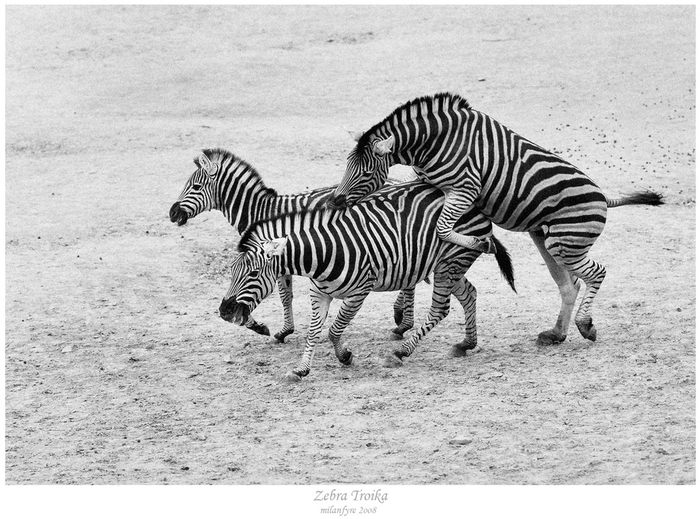 Zebra troika