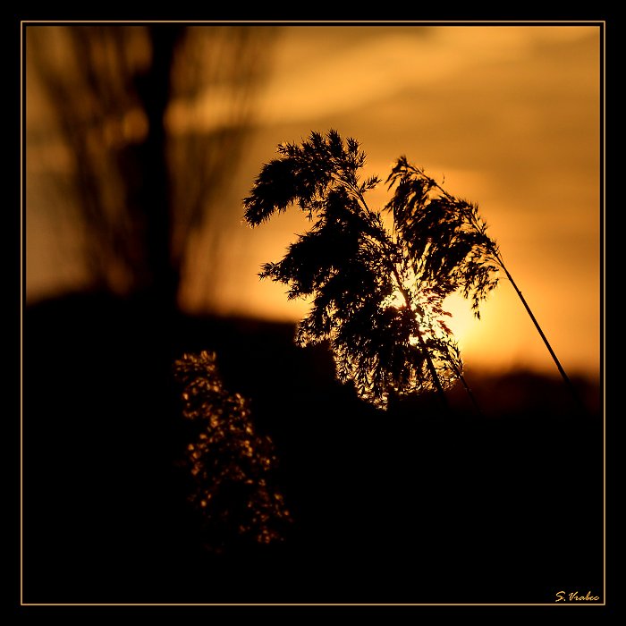 Ve večerních paprscích II.