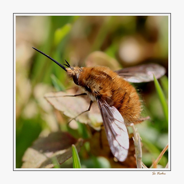 Neohrožený rytíř v chlupaté zbroji