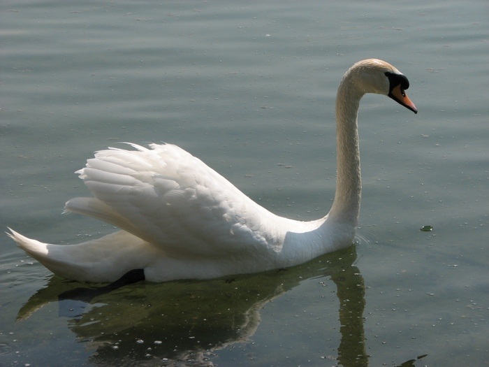 a stále si plávam...