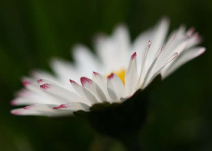 Daisy