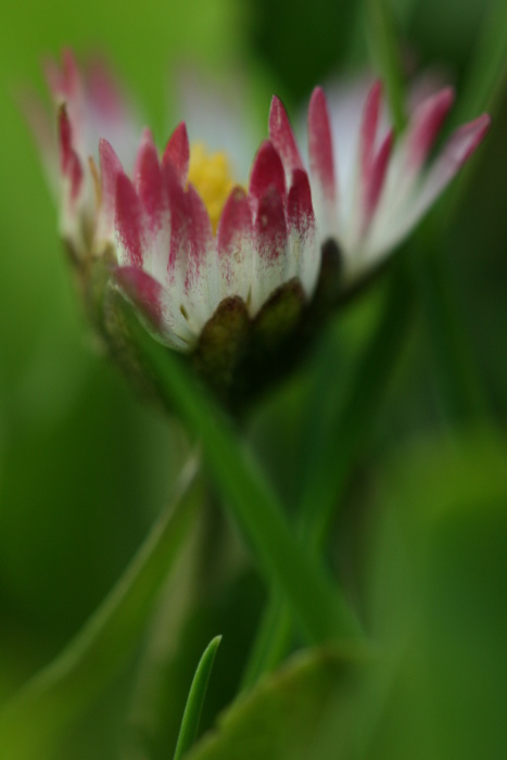 Dreaming Daisy