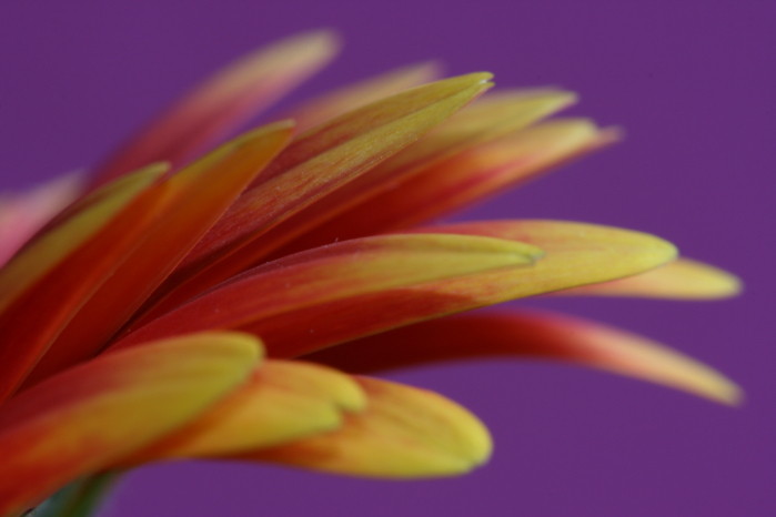 Leafs' Colours